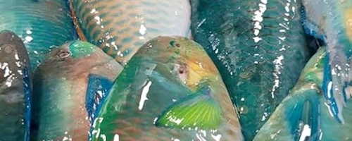 Fish night