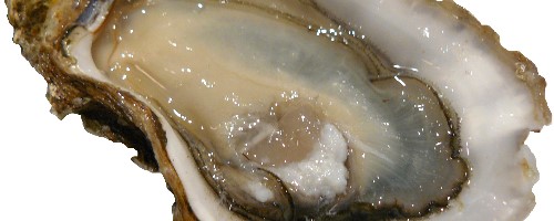 irish oyster