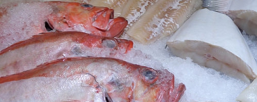 Poisson du Jour