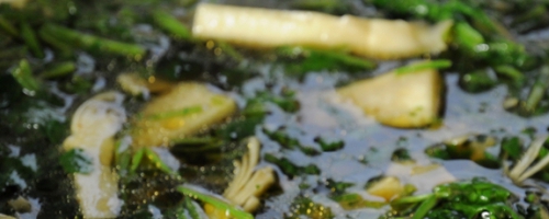 Bamboo and cilantro soup
