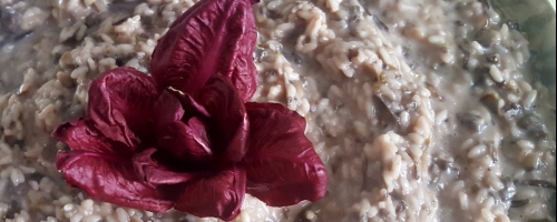Risotto with trevigiano radicchio and asiago cheese