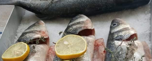 Fish in a salt crust