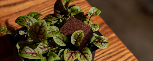 Chocolate truffle