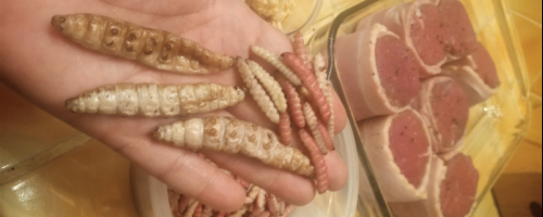 Maguey Worms
