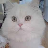 Steeve